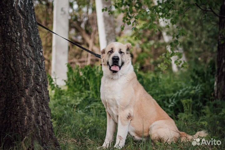 Алабай в дар