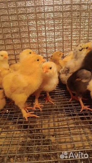 Цыплята суточные подрощенные домашние