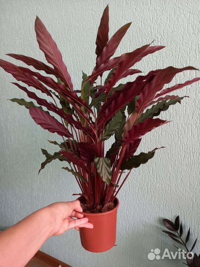 Калатея Руфибарба