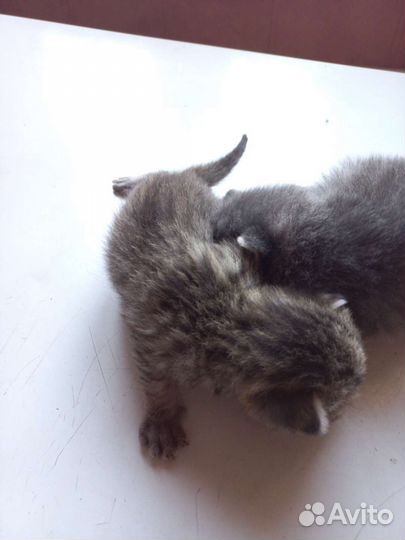 Котики бесплатно в добрые руки