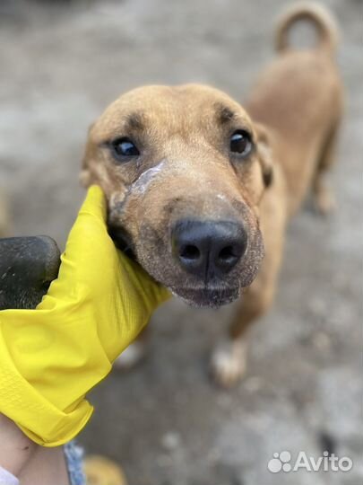 Бультерьер