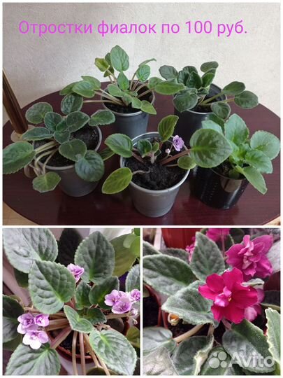 Продам цветы комнатные