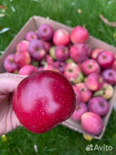 Яблоки садовые