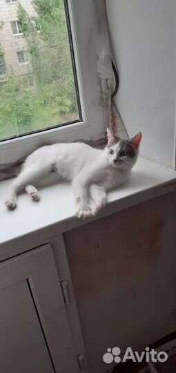 Кошки и котенок в добрые руки