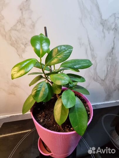 Фикус мокламе