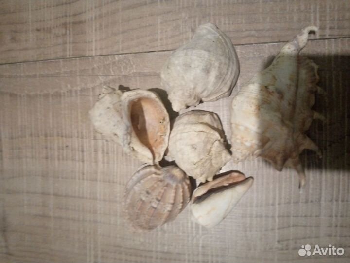 Морские ракушки раковины