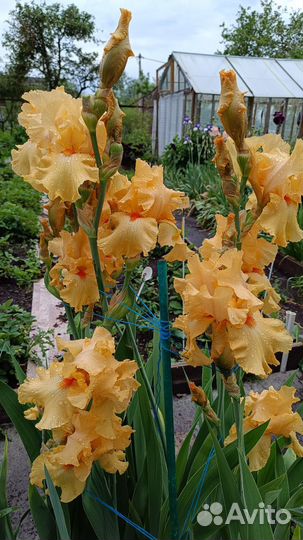 Ирисы бородатые сортовые