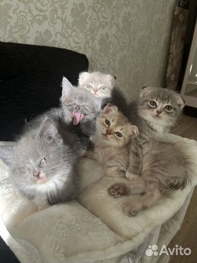 Шотландские котята