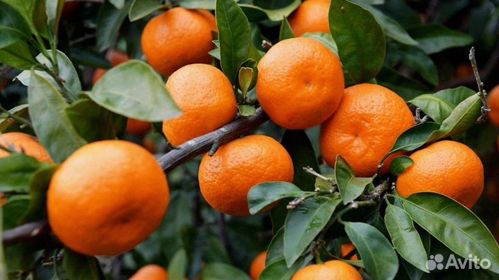 Мандарины из Абхазии, оптом