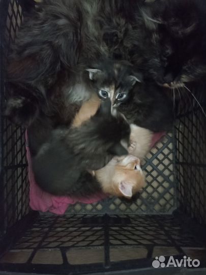 Котята в добрые руки