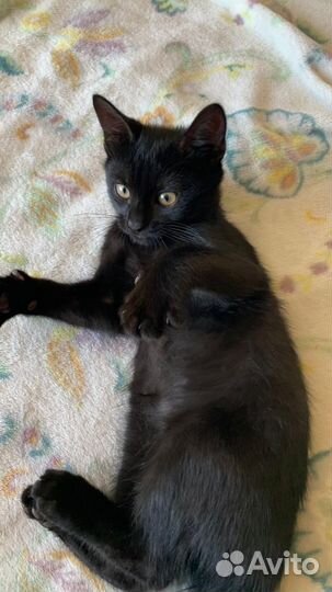 Вы меня хорошо видите