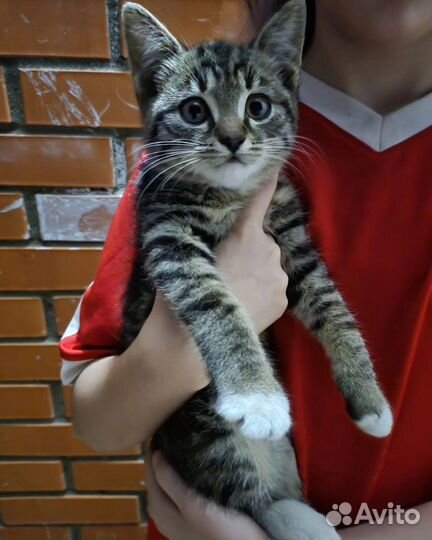 Котенок в дар