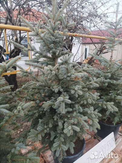 Ель голубая 1.60-1.70м