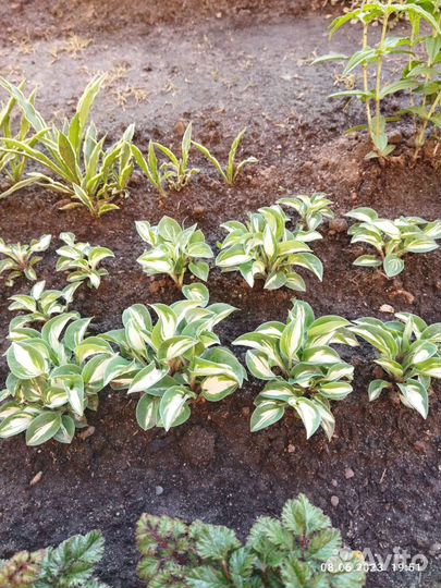 Многолетники садовые