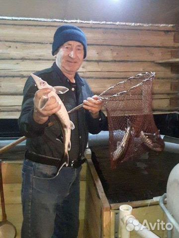 Разведение рыбы дома