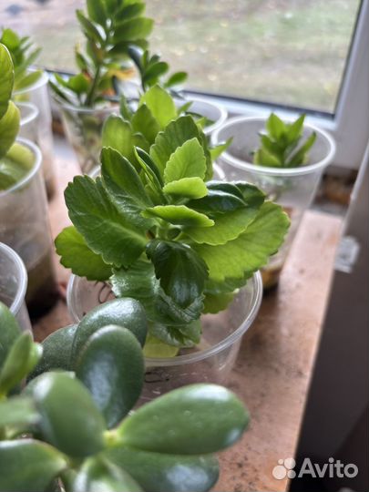 Каланхое Блоссфельда