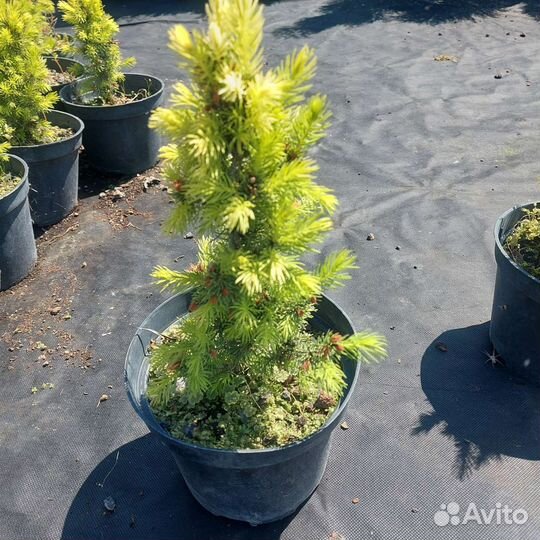 Ель Дейзи Вайт и Коника