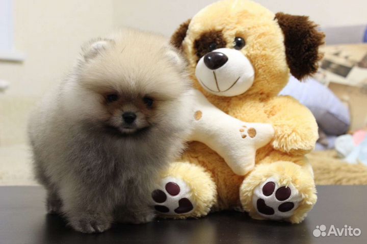 Померанский шпиц