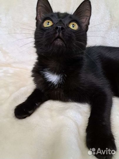 Котёнок Чарли