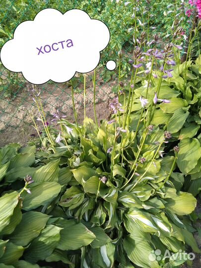 Цветы многолетники садовые