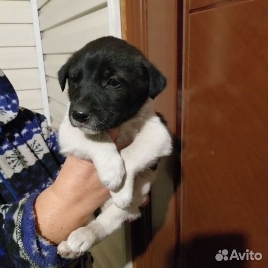 Щенок - девочка