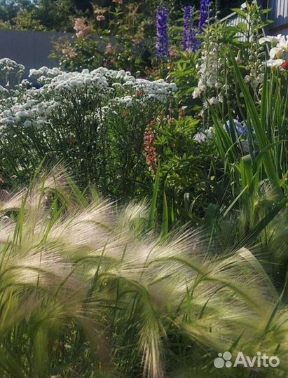 Многолетники для сада 2