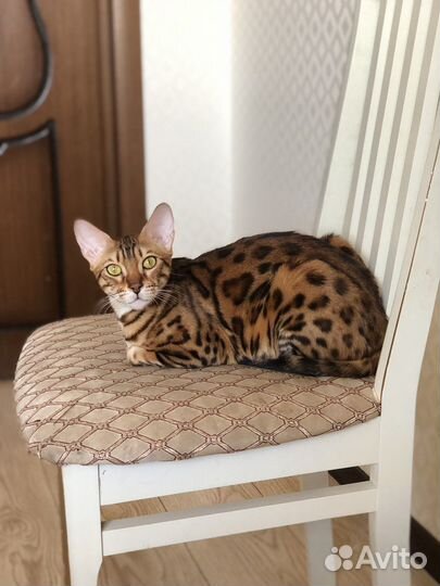 Бенгальская кошка