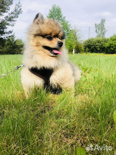 Вязка шпиц - мальчик