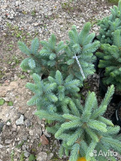 Ель голубая супер блю 40 см