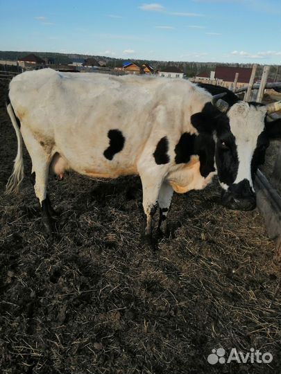 Коровы и телки