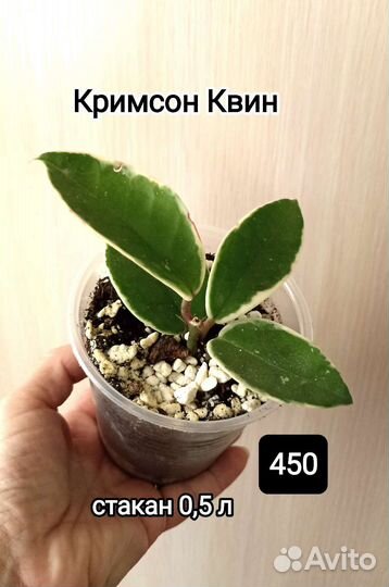 Хойя, филодендрон атом, бегония,фиалка