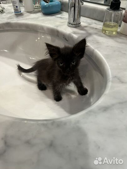 Котенок пушистый 2 месяца