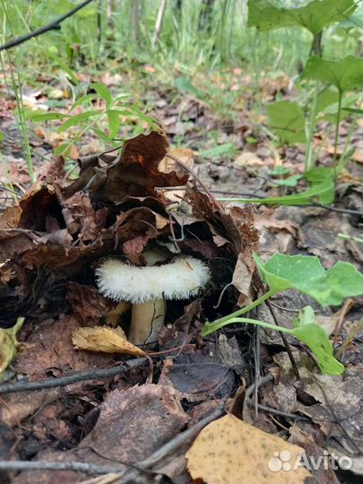 Сырые грузди