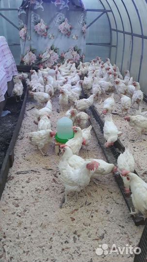 Курица несушка