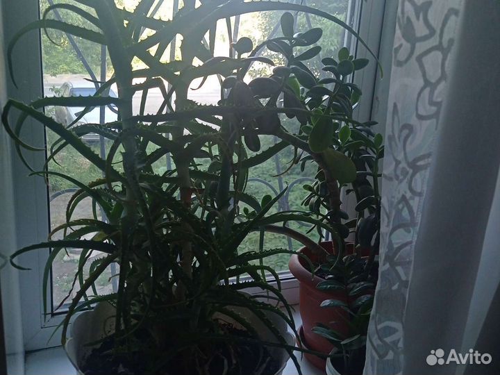 Алоэ лечебный