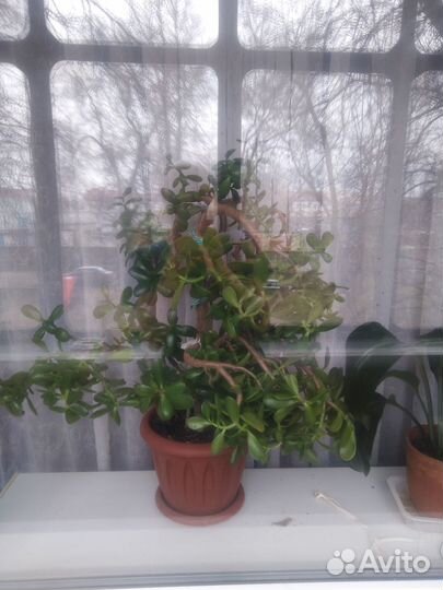 Денежное дерево (толстянка)