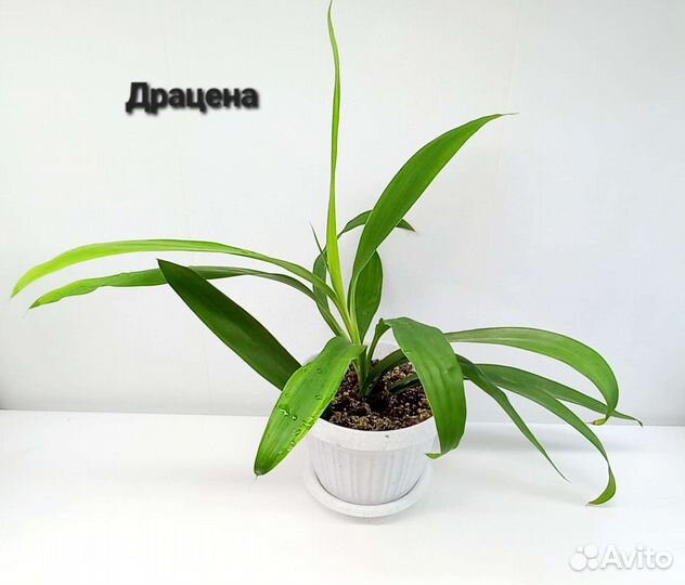 Аглаонема, драцена, перексия,педилантус