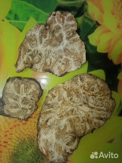 Омик (Ферула джунгарская)