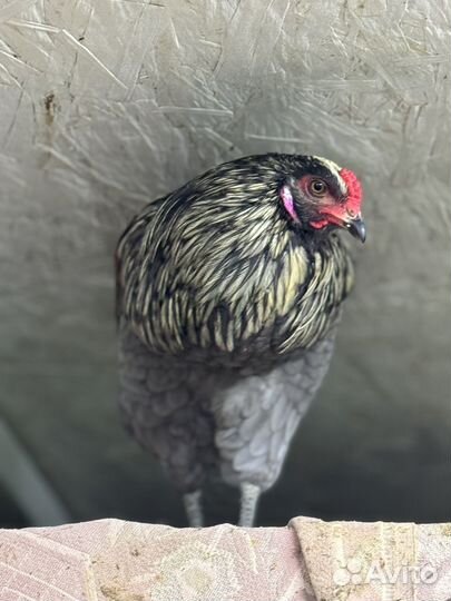 Молодые петухи