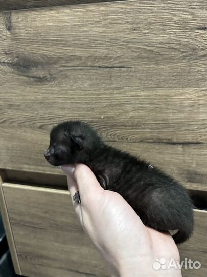 Донской сфинкс котята