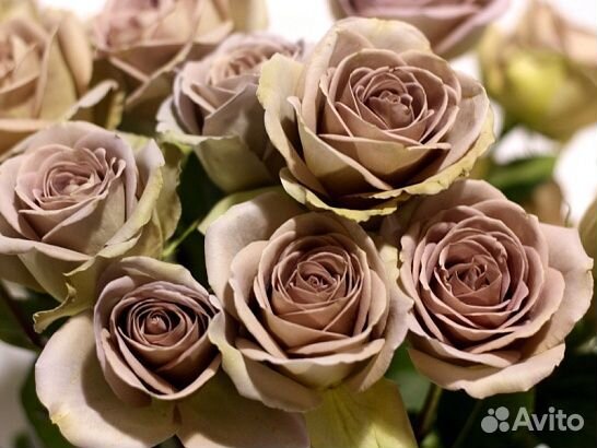 Роза Амнезия - Саженцы розница/опт