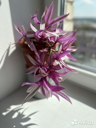 Традесканция фиолетовая