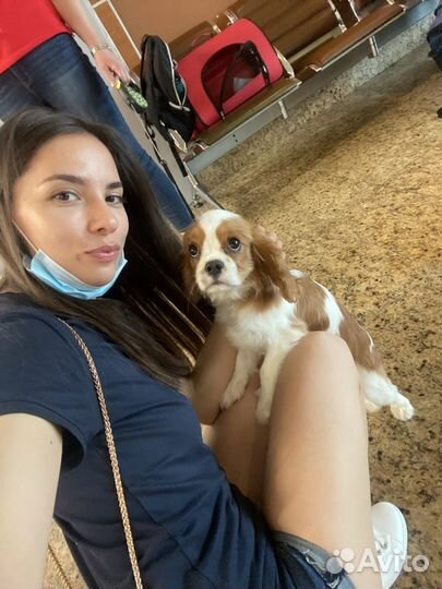 Доставка животных Европа, Южная Америка