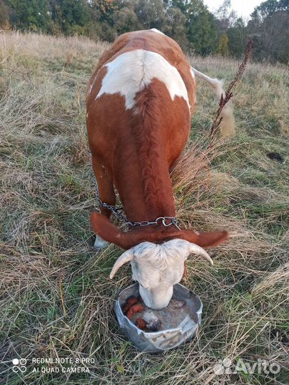 Продам телку