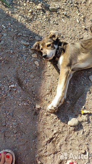 Собаке нужен дом