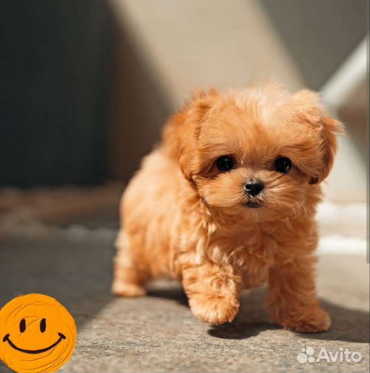 Тедди мальтипу микро и мини девочки бронирование