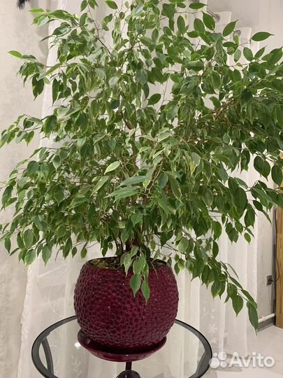 Фикус Бенджамина большой