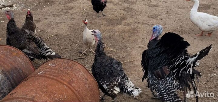 Индюки, гуси