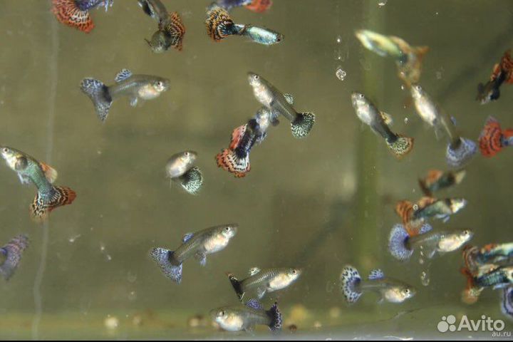 Аквариумные рыбки гуппи