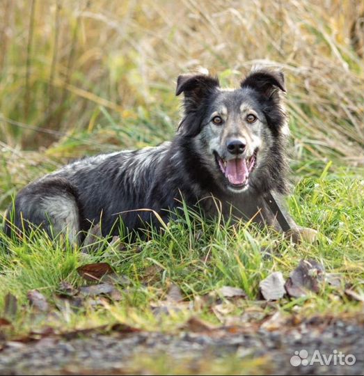 Собака в добрые руки